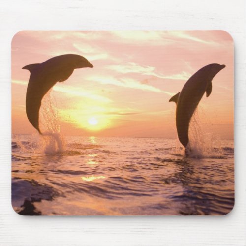 Bottlenose Dolphins Tursiops truncatus 8 Mouse Pad