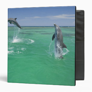 Bottlenose Dolphins Tursiops truncatus Binder