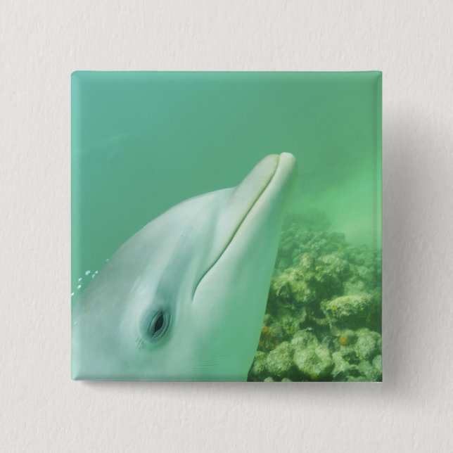 Bottlenose Dolphins Tursiops truncatus Button (Front)