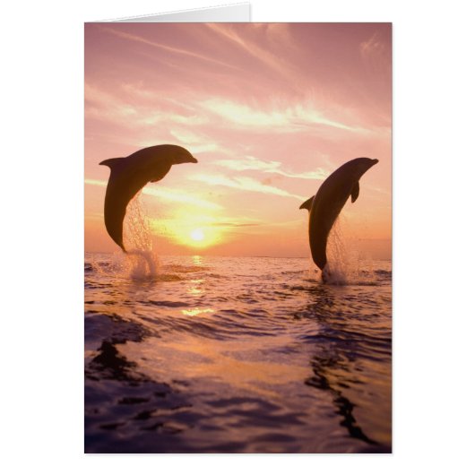 Bottlenose Dolphins Tursiops truncatus Cards (Front)