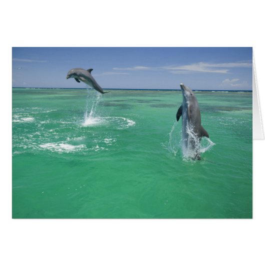 Bottlenose Dolphins Tursiops truncatus Cards (Front Horizontal)