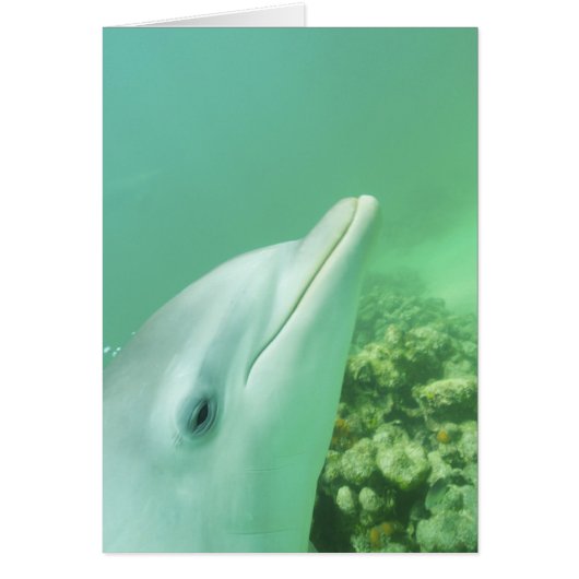 Bottlenose Dolphins Tursiops truncatus Cards (Front)