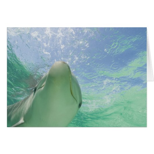 Bottlenose Dolphins Tursiops truncatus) Cards (Front Horizontal)