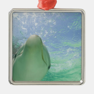 Bottlenose Dolphins Tursiops truncatus) Metal Ornament