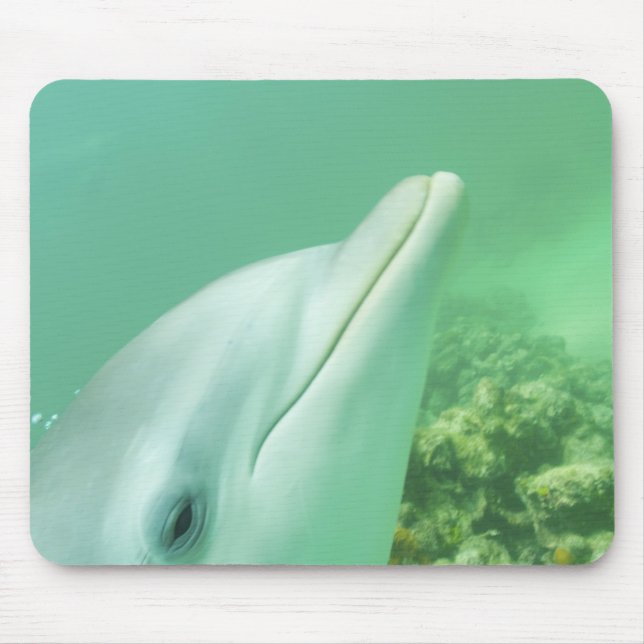 Bottlenose Dolphins Tursiops truncatus Mouse Pad (Front)