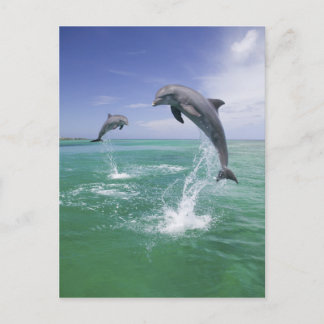 Bottlenose Dolphins Tursiops truncatus Postcard