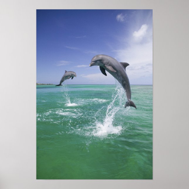 Bottlenose Dolphins Tursiops truncatus Poster (Front)
