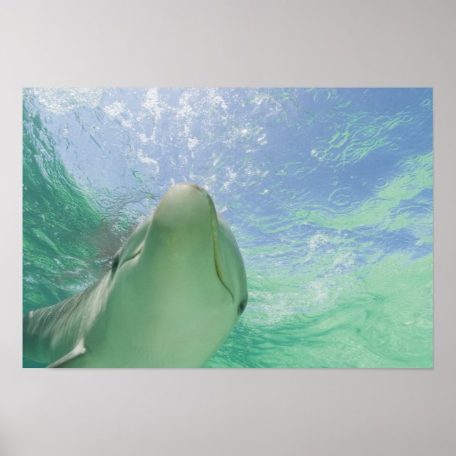 Bottlenose Dolphins Tursiops truncatus) Poster (Front)