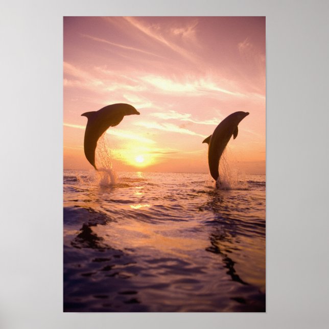 Bottlenose Dolphins Tursiops truncatus Poster (Front)