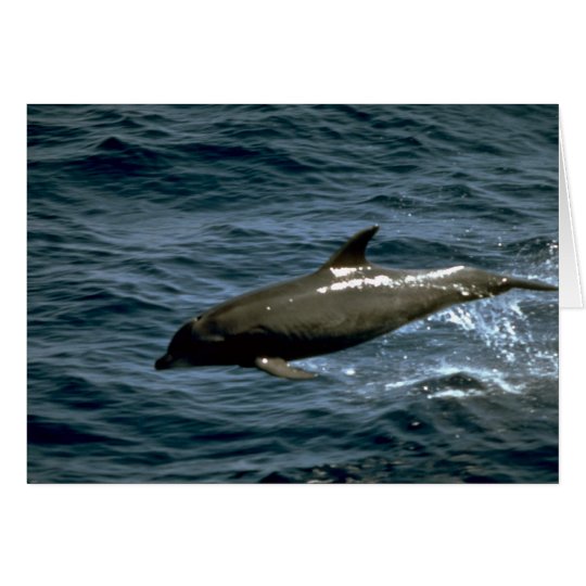 Bottlenose whale card