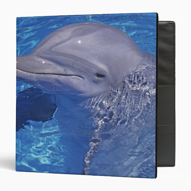Bottlenosed Dolphin, Tursiops Truncatus 3 Ring Binder (Front/Inside)