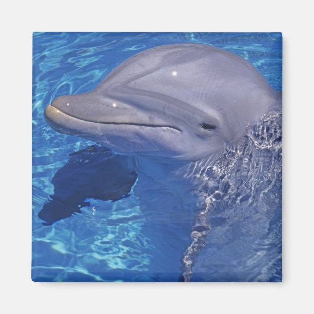 Bottlenosed Dolphin, Tursiops Truncatus Magnet (Front)