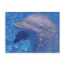 Bottlenosed Dolphin, Tursiops Truncatus