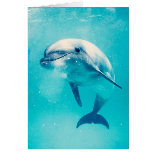 Bottlenosed Dolphin Underwater Cards (Front)