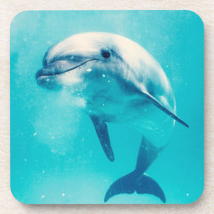 Bottlenosed Dolphin Underwater Coaster