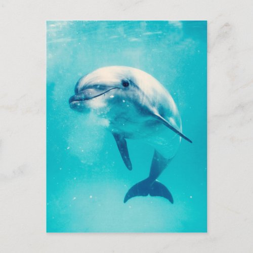 Bottlenosed Dolphin Underwater Postcard