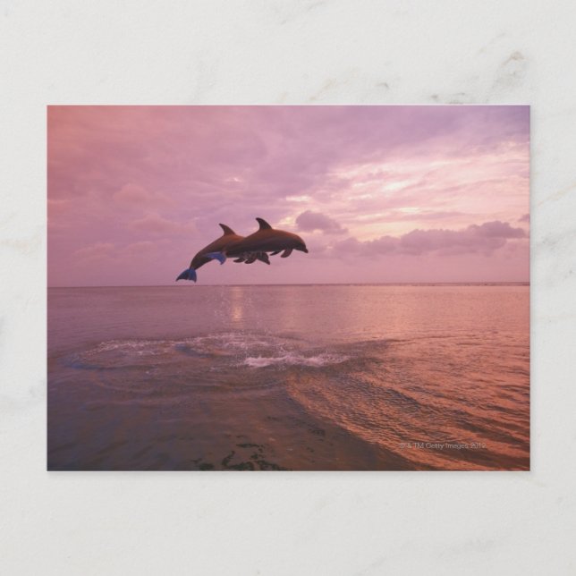 Bottlenosed Dolphins Jumping at Sunset Postcard (Front)