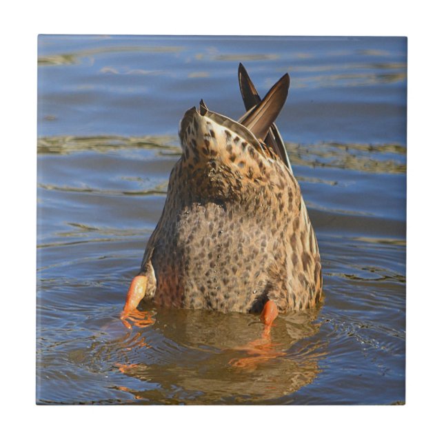 Bottoms Up Duck Tile (Front)