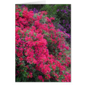 Bougainvillea (Front)