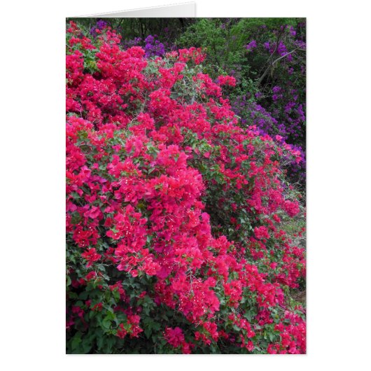 Bougainvillea (Front)