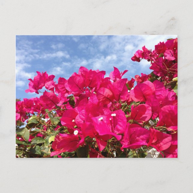 Bougainvillea and Beautiful Blue Sky Postcard (Front)