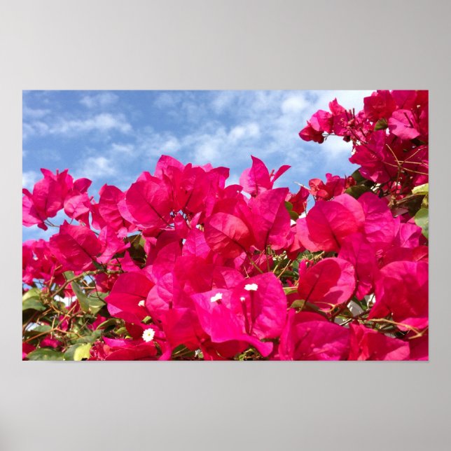Bougainvillea and Beautiful Blue Sky Poster (Front)