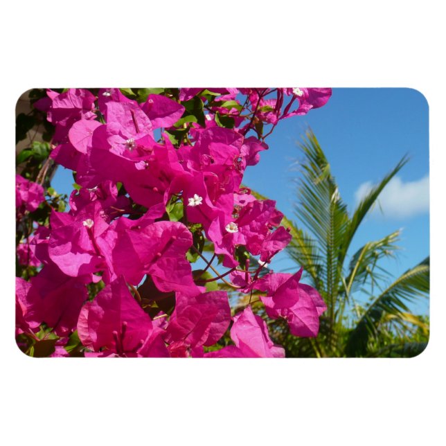 Bougainvillea and Palm Tree Tropical Nature Scene Magnet (Horizontal)