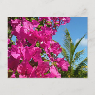 Bougainvillea and Palm Tree Tropical Nature Scene Postcard