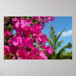 Bougainvillea and Palm Tree Tropical Nature Scene Poster