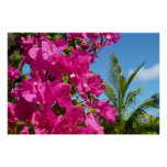 Bougainvillea and Palm Tree Tropical Nature Scene Poster