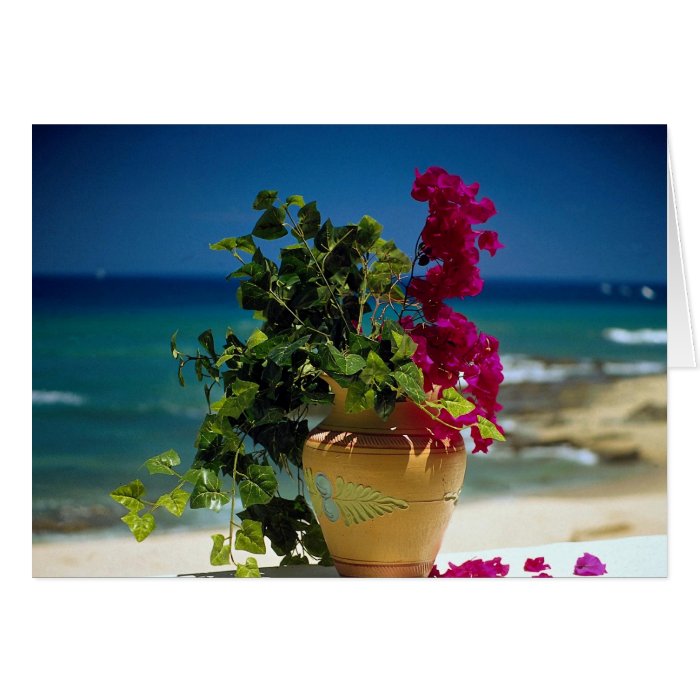 Bougainvillea, Baja, Mexico Greeting Cards