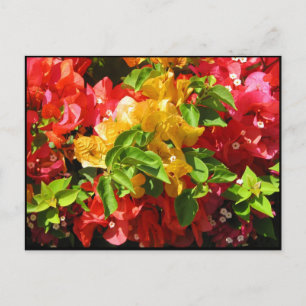 Bougainvillea Blossoms Postcard
