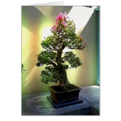 Bougainvillea Bonsai Tree (Front)