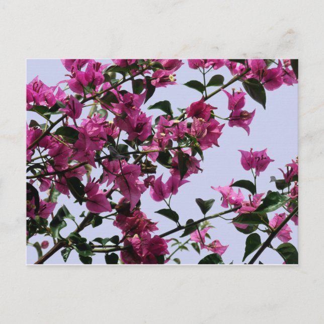 Bougainvillea Branches Postcard (Front)