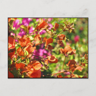 Bougainvillea Branches Postcard