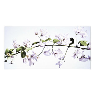 Bougainvillea Card