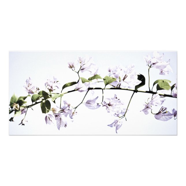 Bougainvillea Card (Front)