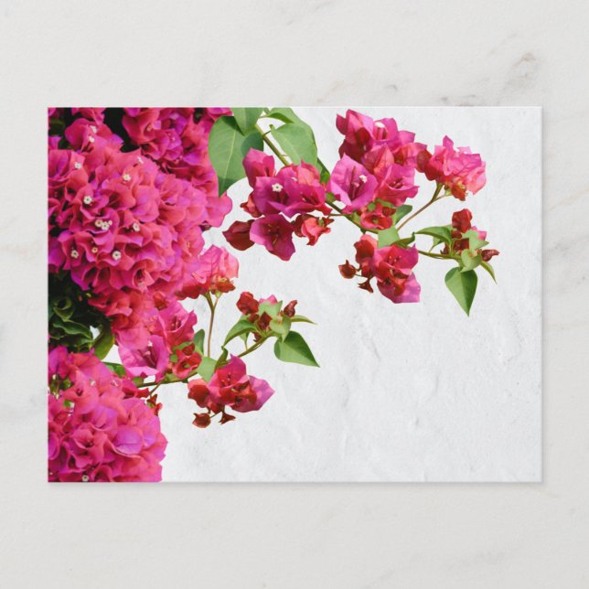 Bougainvillea Floral Mediterranean Greek Island  Holiday Postcard (Front)