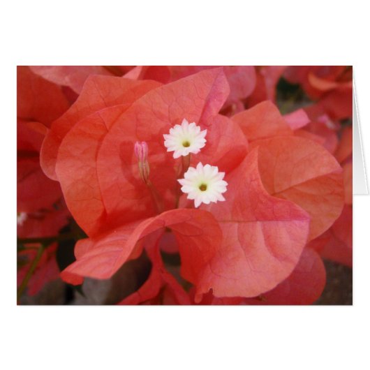 Bougainvillea Flowers Cards (Front Horizontal)