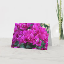Bougainvillea - Greeting Card