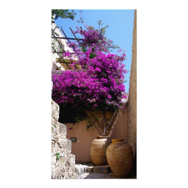 Bougainvillea in amphorah card (Front)