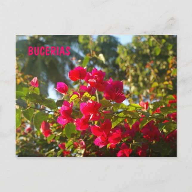 Bougainvillea in Bucerias Postcard (Front)