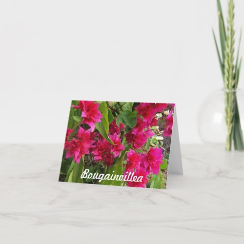 Bougainvillea Notecards