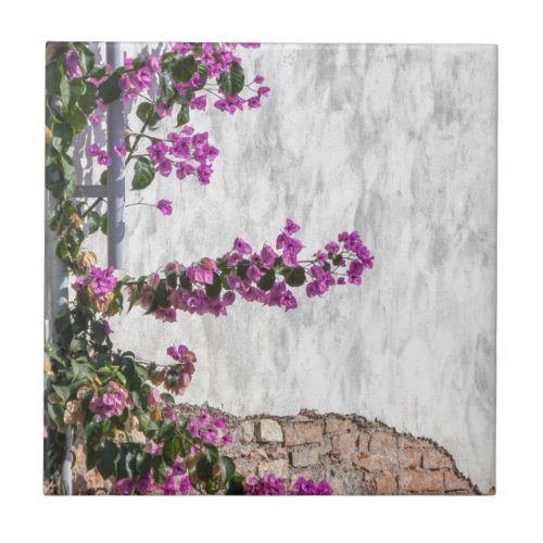 bougainvillea on wall as texture ceramic tile