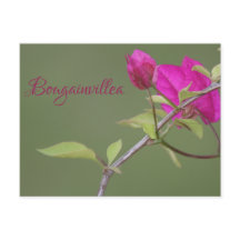 Bougainvillea Pink Elegant Australian