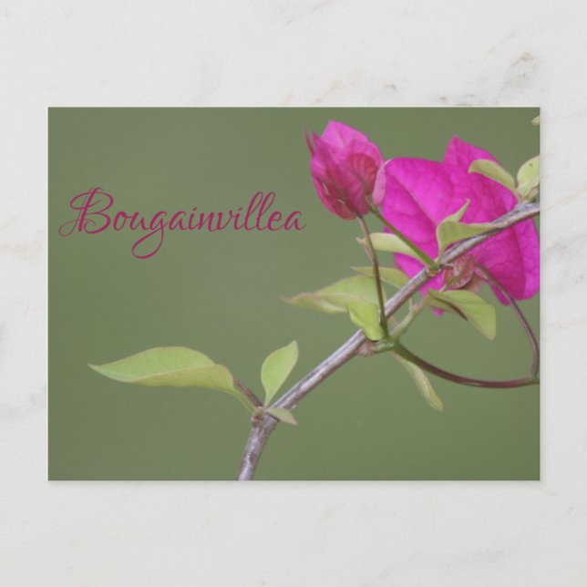 Bougainvillea Pink Elegant Australian Postcard (Front)