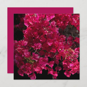 Bougainvillea Red Tropical Vining Shrub Photo Card