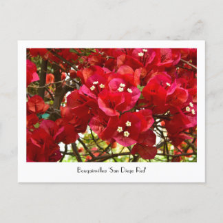 Bougainvillea 'San Diego Red' Collectible Postcard