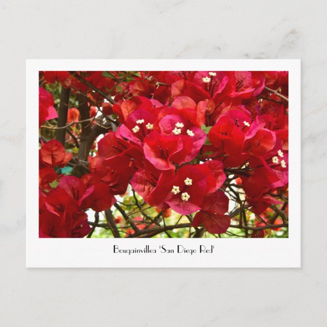 Bougainvillea 'San Diego Red' Collectible Postcard (Front)