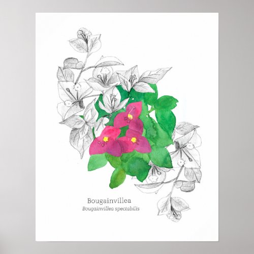 Bougainvillea Tropical Flower Language of Flowers Poster